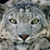 snowleopard777
